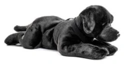 UNI-TOYS® Labrador Schwarz, Liegend - 60 Cm (Länge) - Plüsch-Hund, Haustier - Plüschtier Kuscheltiere 6 UNI-TOYS® Labrador Schwarz, Liegend - 60 Cm (Länge) - Plüsch-Hund, Haustier - Plüschtier Kuscheltiere -Trendiger Spielzeugladen 24283025 03
